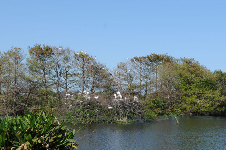 Wakodahatchee Wetlands | Delray Beach